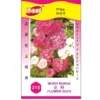 Phlox Flower Seeds