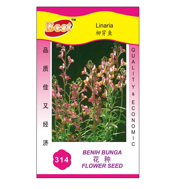 High-Quality Linaria Flower Seeds