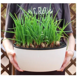 Locaupin Self-Watering Planter Pots, Multicolor