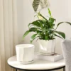 Minimalist Round Ceramic Flower Pot